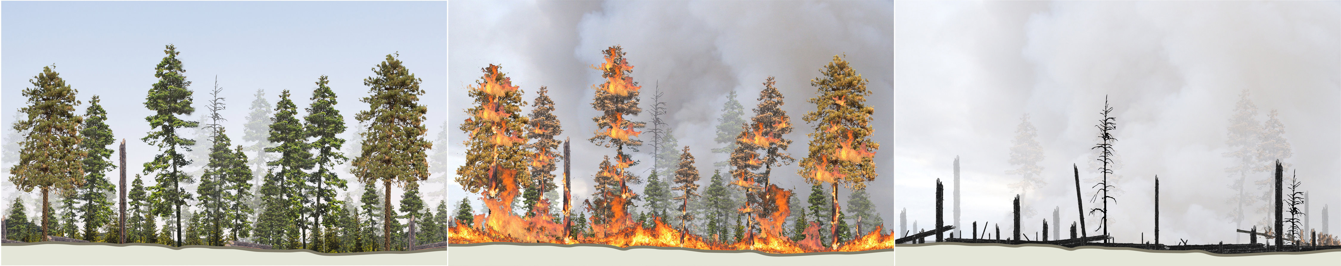 An illustrated sequence showing how forest overcrowding in an un-managed forest can cause a damaging wildfire.